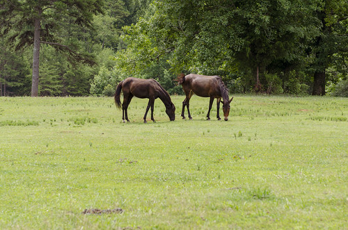 kings mountain state park outdoor landscape grass field south carolina the horses feeding grazing