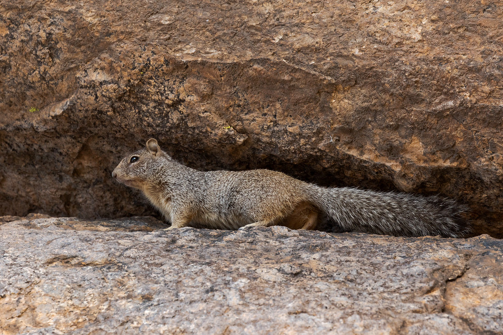 A rock squirrel between two massive granite rocks at Tom's Thumb in McDowell Sonoran Preserve