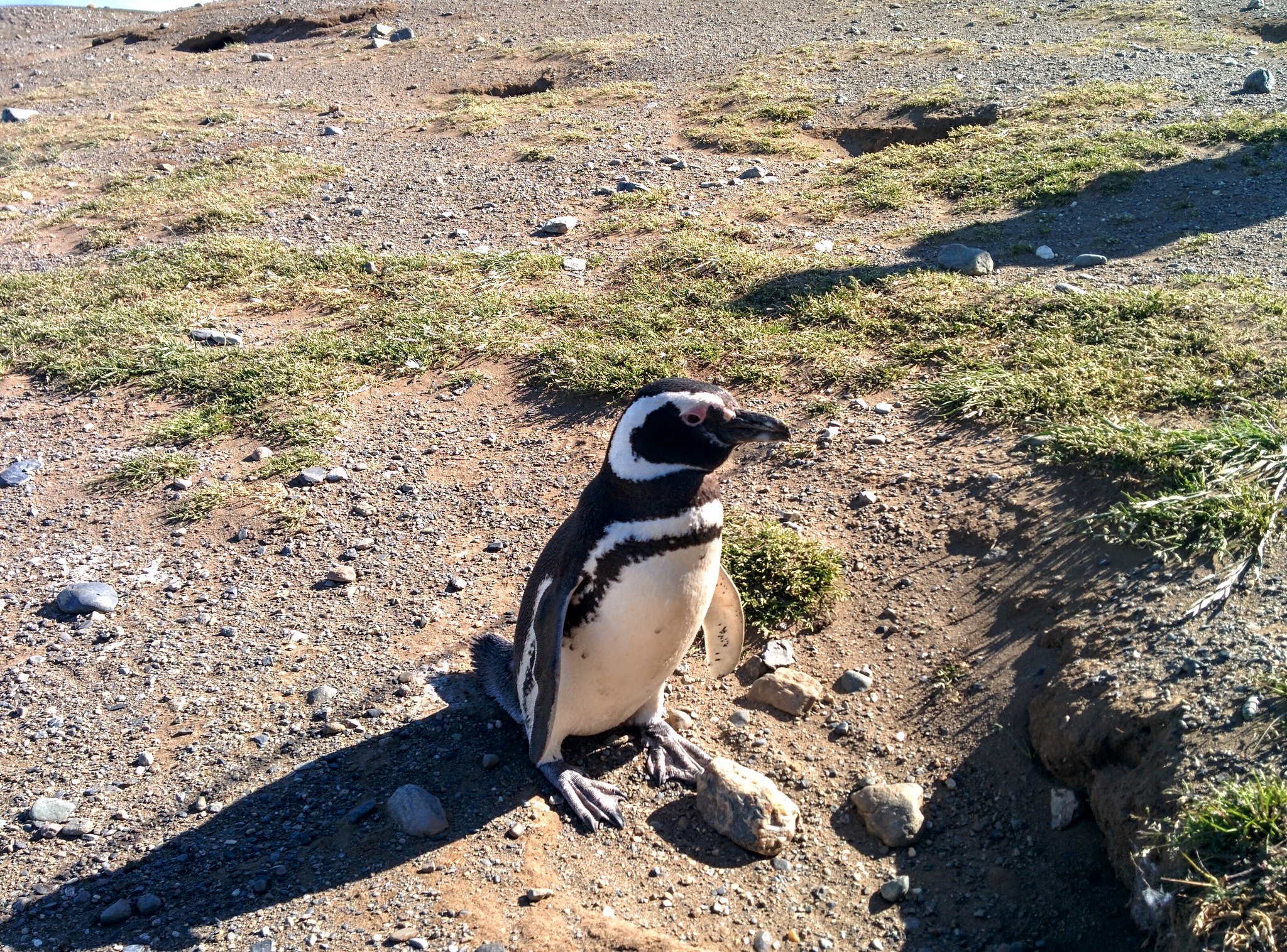 A penguin on Isla Magdalena