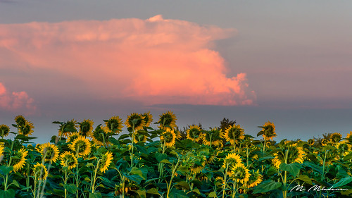 2018 landscape varbovchets agriculture clouds colors leaves nature plants season shape sky summer sunflowers sunset view