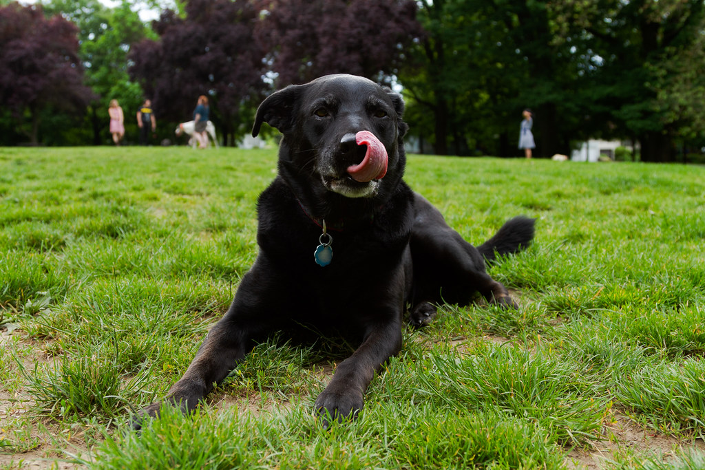 Our dog Ellie sticks out her tongue while relaxing at Irving Park in the Irvington neighborhood of Portland, Oregon
