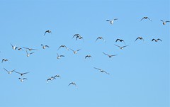 Wigeon in Flight - Druridge Ponds