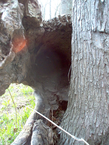 outdoor 2005 bennettspring statepark missouri ozarks nature lacledecounty dallascounty wood forest hollow log tree dead fallen treebark treetrunk rotton