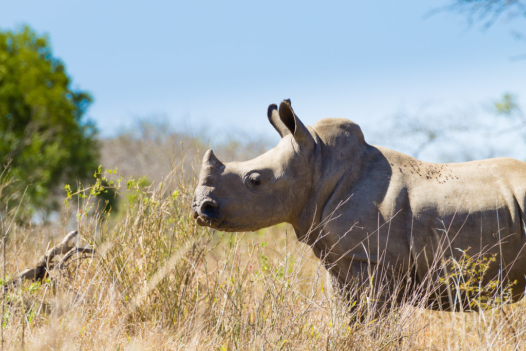 Rhinocéros blanc dans la réserve de Hluhluwe