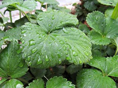 Dew on strawberry leaves