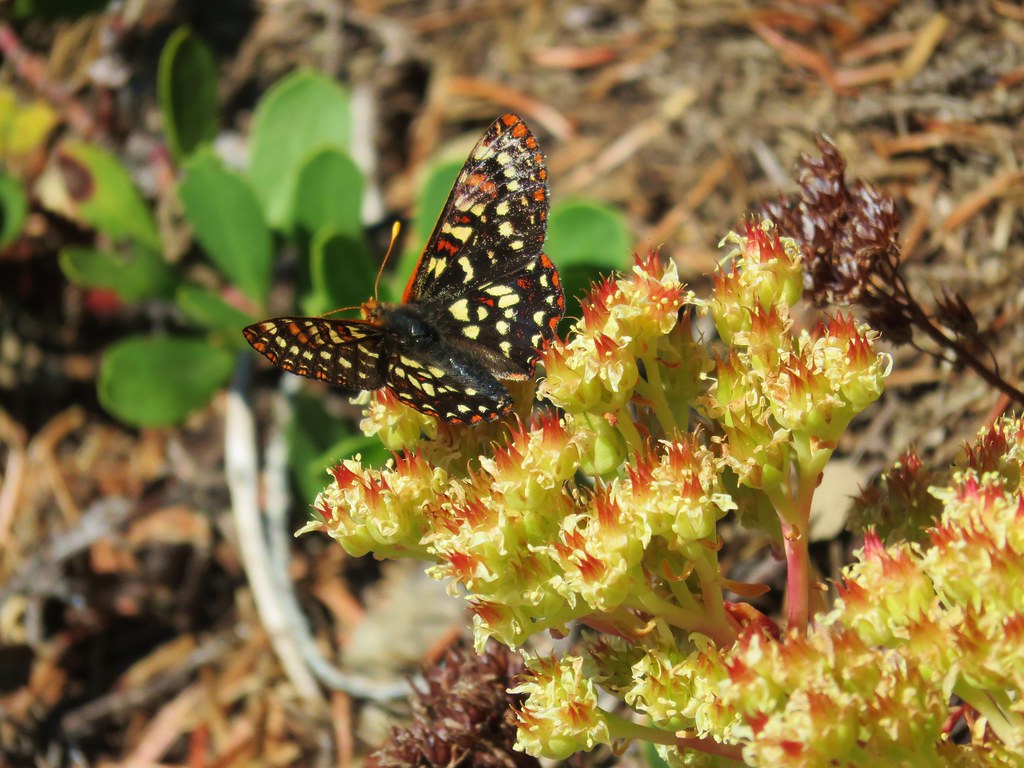 Butterfly on stonecrop
