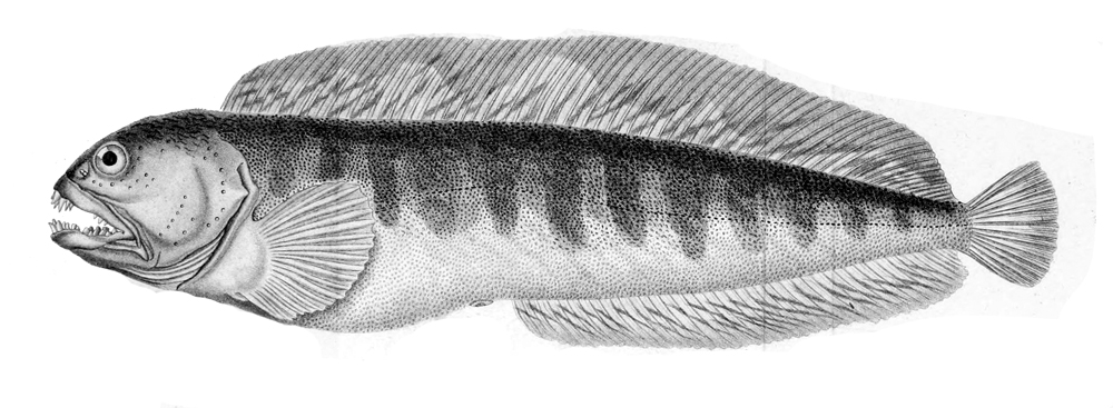 Atlantic wolfish (Anarhichas lupus) as depicted in Histoire naturelle des poisons by Baron Georges Cuvier (Paris: Chez F. G. Levrault, 1828)