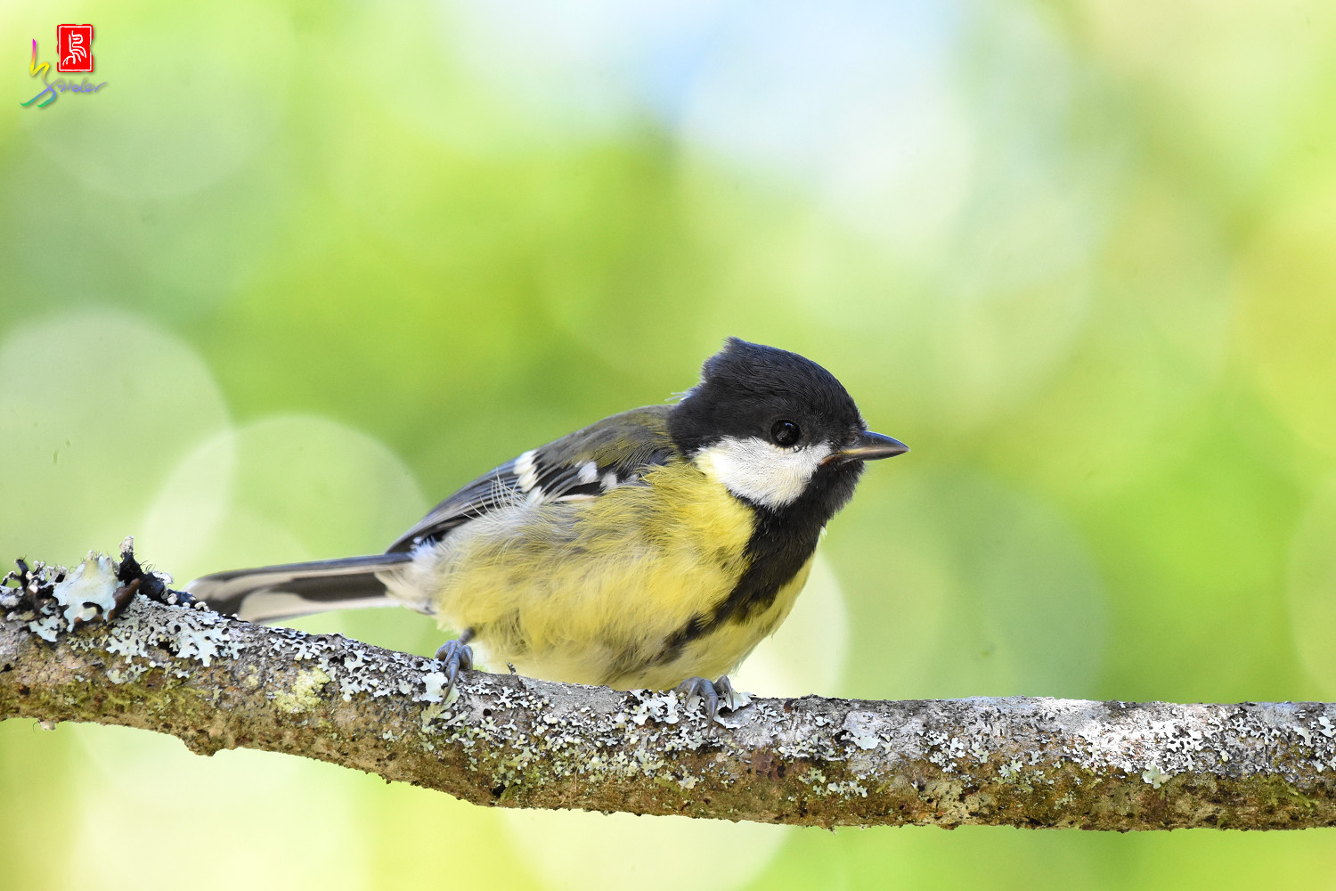 Green-backed_Tit_0477