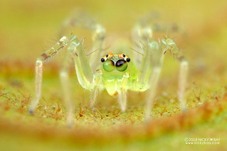 Jumping spider (Asemonea sp.) - DSC_7090