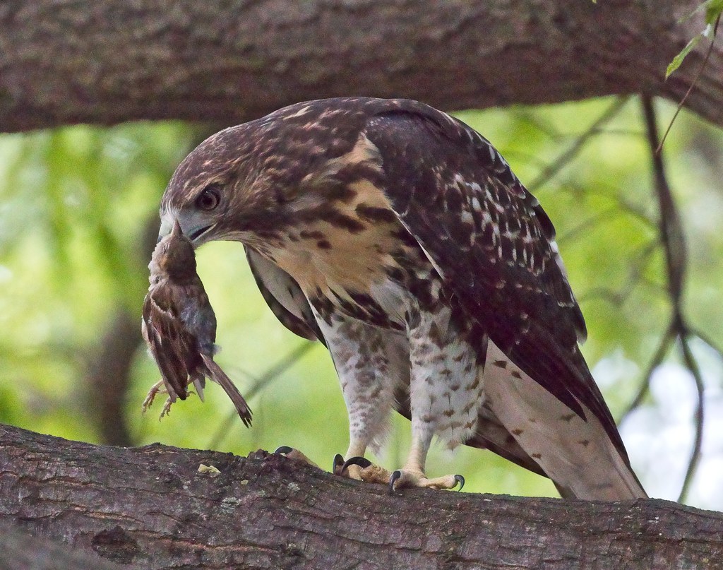 Fledgling hawk catches first sparrow