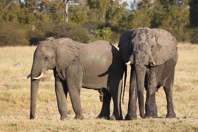 BOTSWANA, ZIMBABWE Y CATARATAS VICTORIA: Tras la Senda de los Elefantes - Blogs de Africa Sur - Parques Nacionales de Zimbabwe: resumen y datos varios (6)