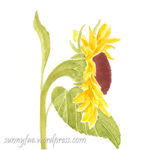 sunflower watercolour