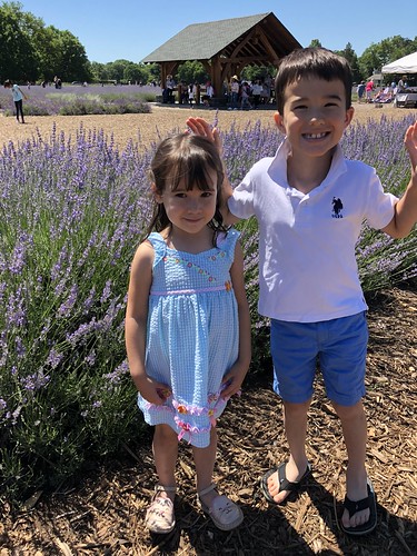 Lavender by the Bay 2018