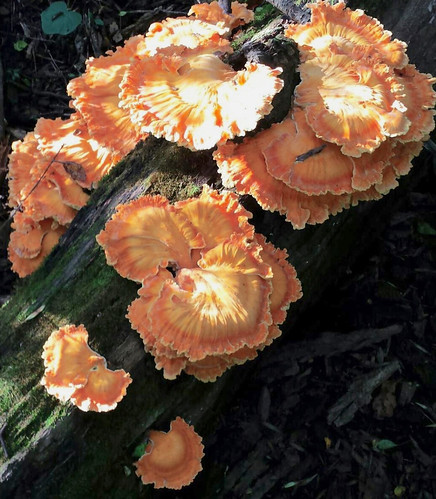 Mushroom Chicken of the Woods