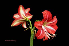 Lirios/Lilies