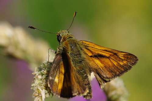 cambridgeshire gamlingay wood butterfly insect largeskipper ochlodessylvanus