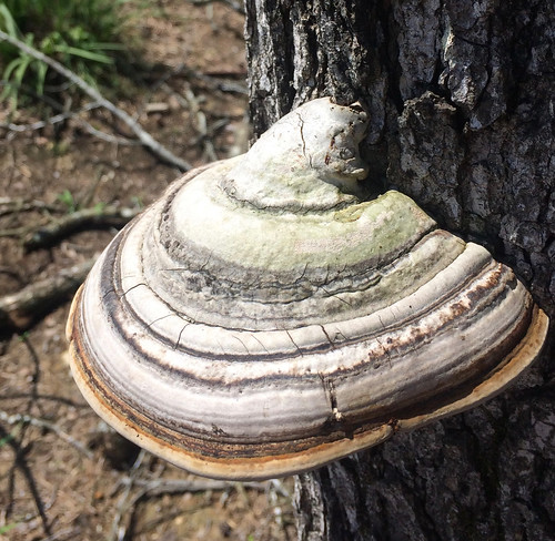 Mushroom - Tinder Fungus Hoof