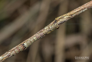 Mantis (Nesogalepsus sp.) - DSC_7797