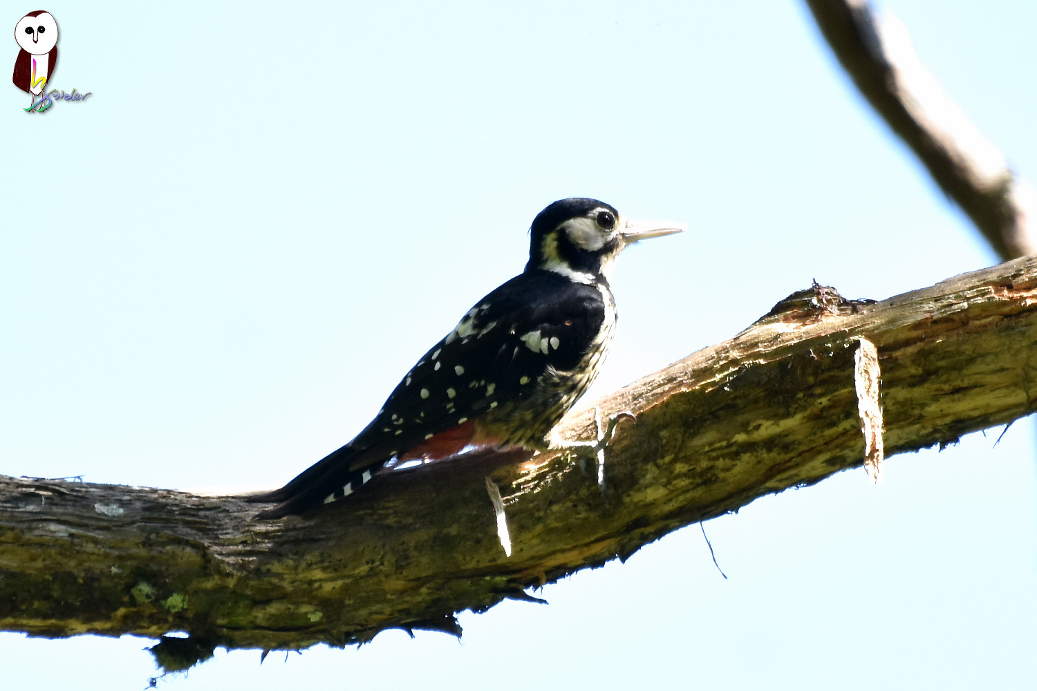 White-backed_Woodpecker_1668