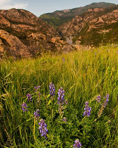 california flowers hiking karl landscape mountains travel santabarbara usa
