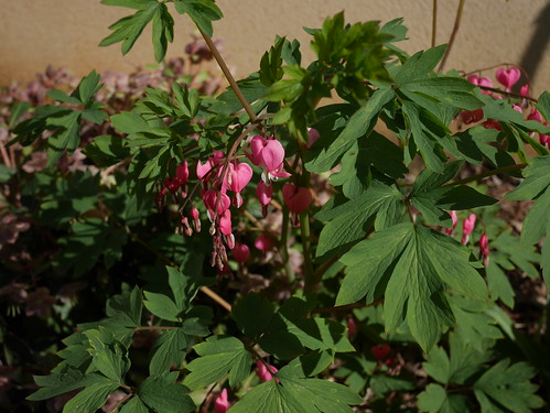 Dicentra spectabilis - Page 3 40701122695_4bf67d1fdf