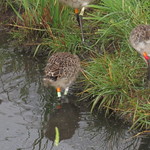 WE-LC-2018 Project Godwit chick OL-WL(E) and OR-WL(E)