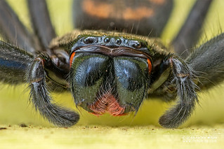 Huntsman spider (Damastes sp.) - DSC_7276