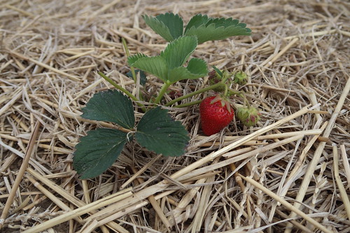 Erdbeere direkt vom Feld