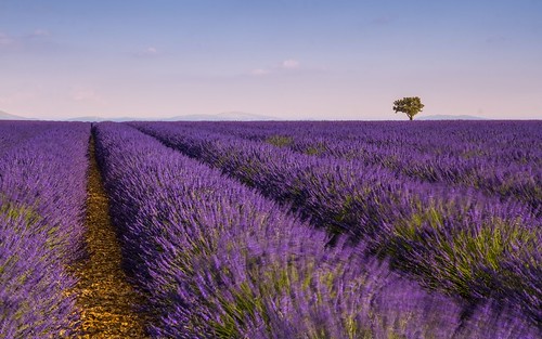 alpesdehauteprovence artphoto canoneos7d clear colour coloursshapesandmoods countryside darblanc darblancphotography daytime france frenchalps hills landscape mountains nature photo photography plateaudevalensole provence series summer sunset valensole xavdarblanc xavdarblancphotography stackedimages lavenders