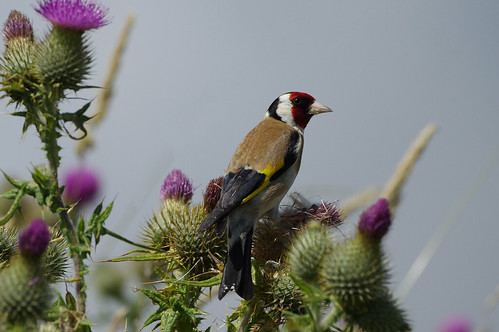 scotland wild wildlife nature wwt caerlaverock bird goldfinch cardueliscarduelis