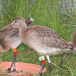 WE-LC-2018 Project Godwit chick LfR-WL(E) and OR-WL(E)