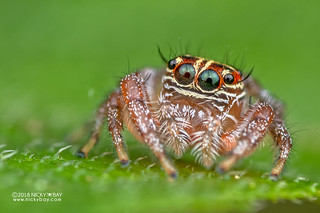 Jumping spider (Thyene sp.) - DSC_7291