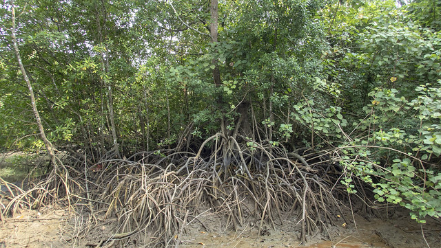 Mangroves around Ah Mah's Drinkstall at Sungei Jelutong, Pulau Ubin