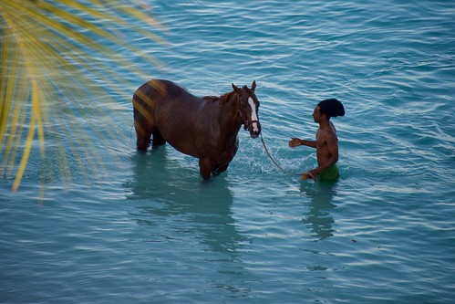 bridgetown barbados horse man beauty water swim bathe bathingbeauties caribbean