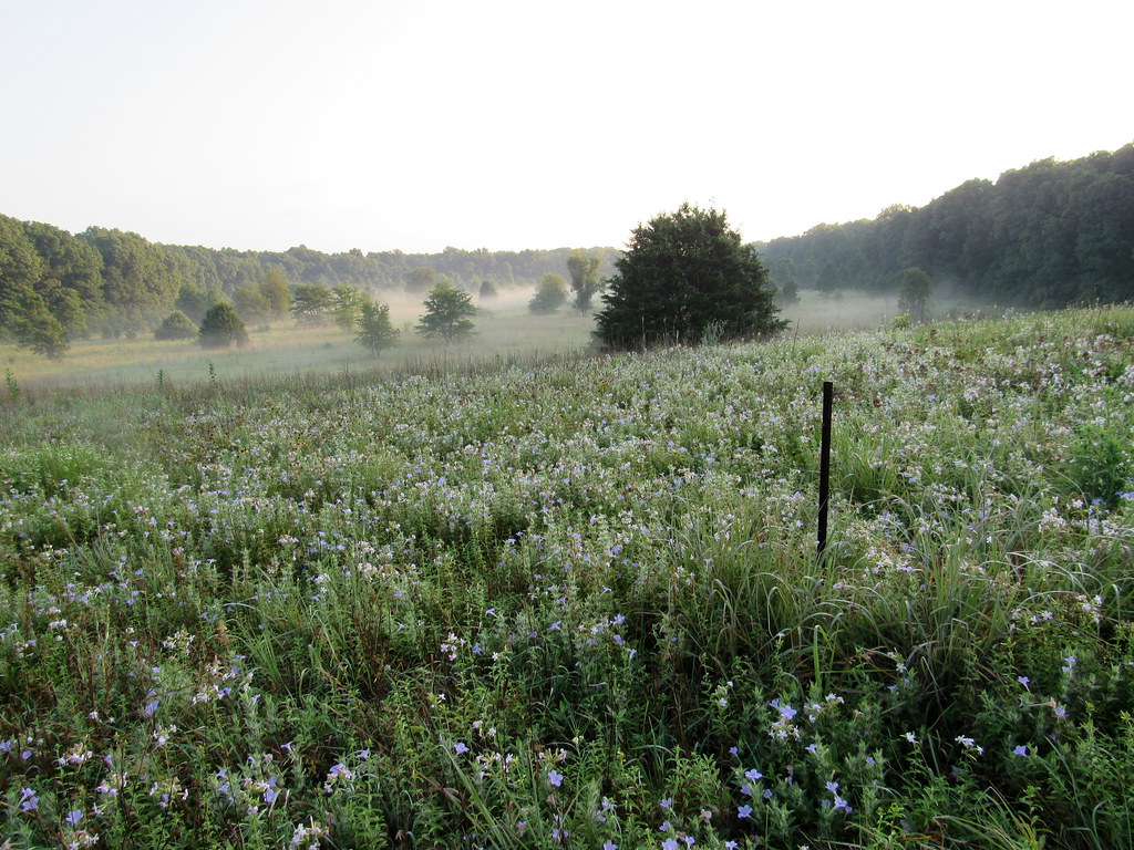 Field in mist