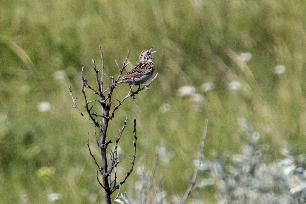 North Dakota: Baird's Sparrow