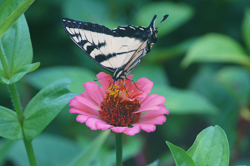 garden butterfly02