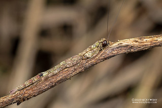 Mantis (Nesogalepsus sp.) - DSC_7792