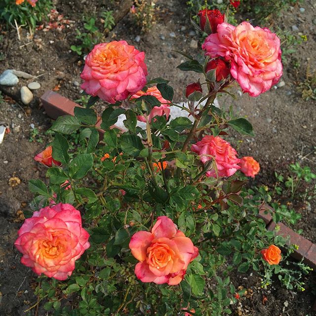 Tiny neon pink and orange roses in my neighbor’s yard.