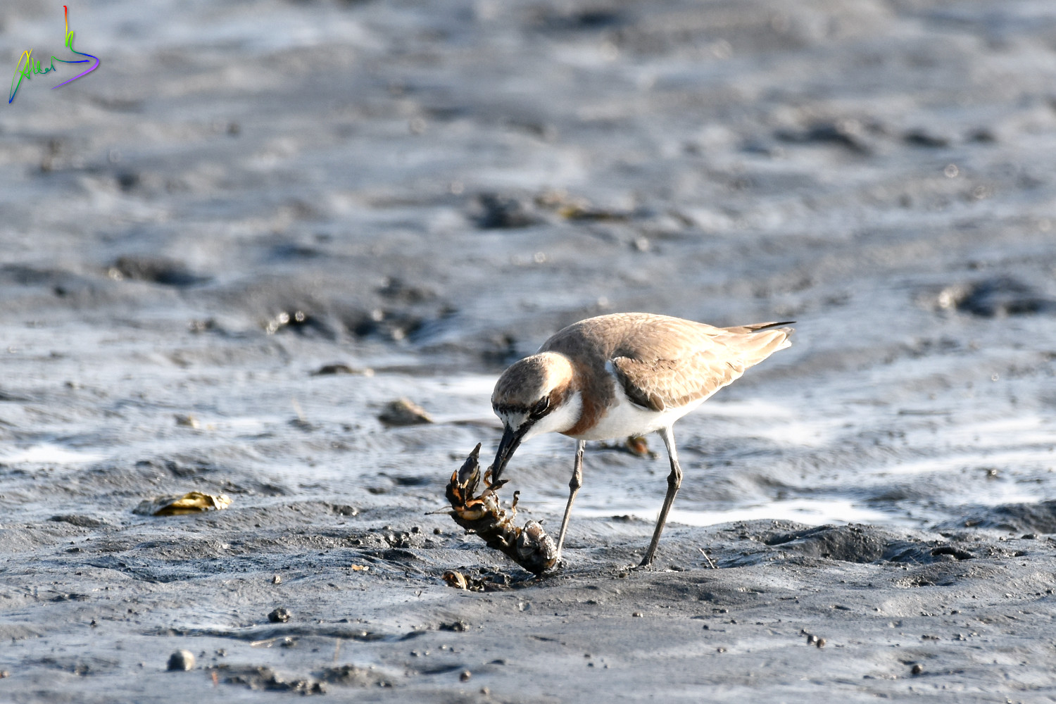 Greater_sand_plover_2503