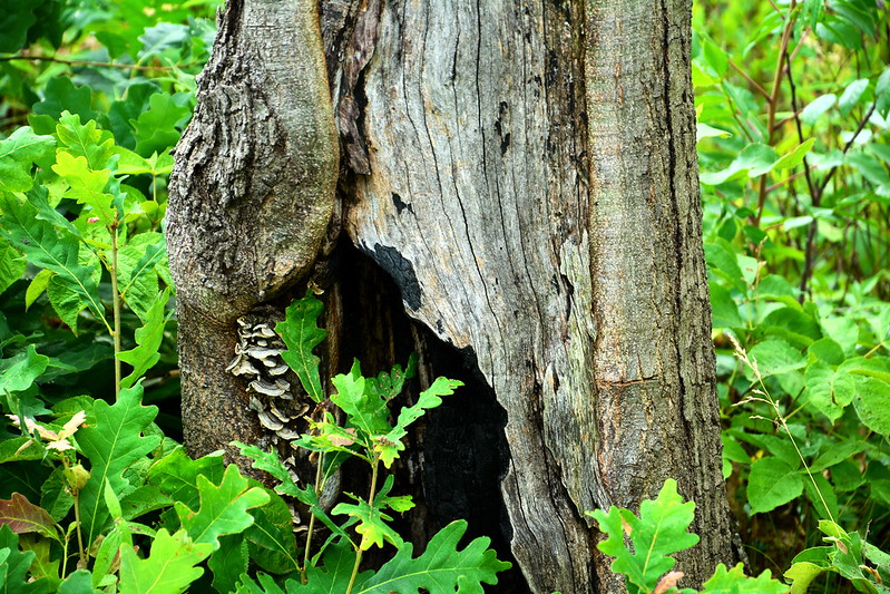 Tree and mushrooms at Miller Woods