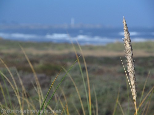 Sea grass at Manchester Beach State Park, California