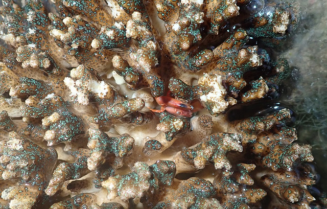 Red coral crab (Trapezia cymodoce)