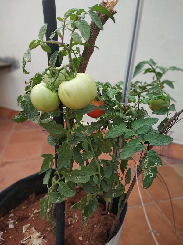 How to Grow An Endless Supply of Tomatoes in Pots at home