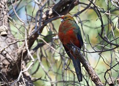Parrot - Western Rosella (juv. male)