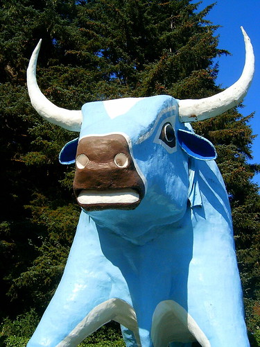 california blue 2006 babe ox pete redwoods 500views pete4ducks peteliedtke