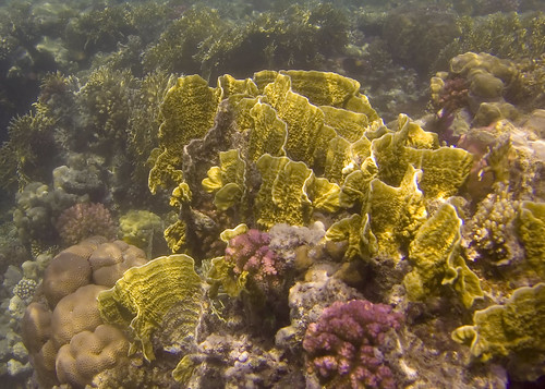 fish geotagged underwater redsea egypt diving marsashagra geolat2524519080687426 geolon3479560812152864