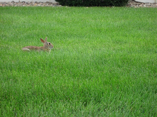 rabbit bunny green grass nebraska fremont omaha merrickmanor