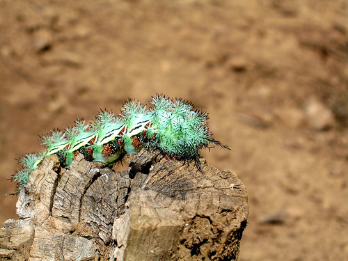 arizona caterpillar flagstaff spines silkmoth cecrops