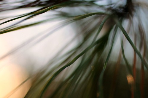 abstract macro tree nature pineneedles mrgreenjeans gaylon inthewarmembraceofthesettingsun gaylonkeeling